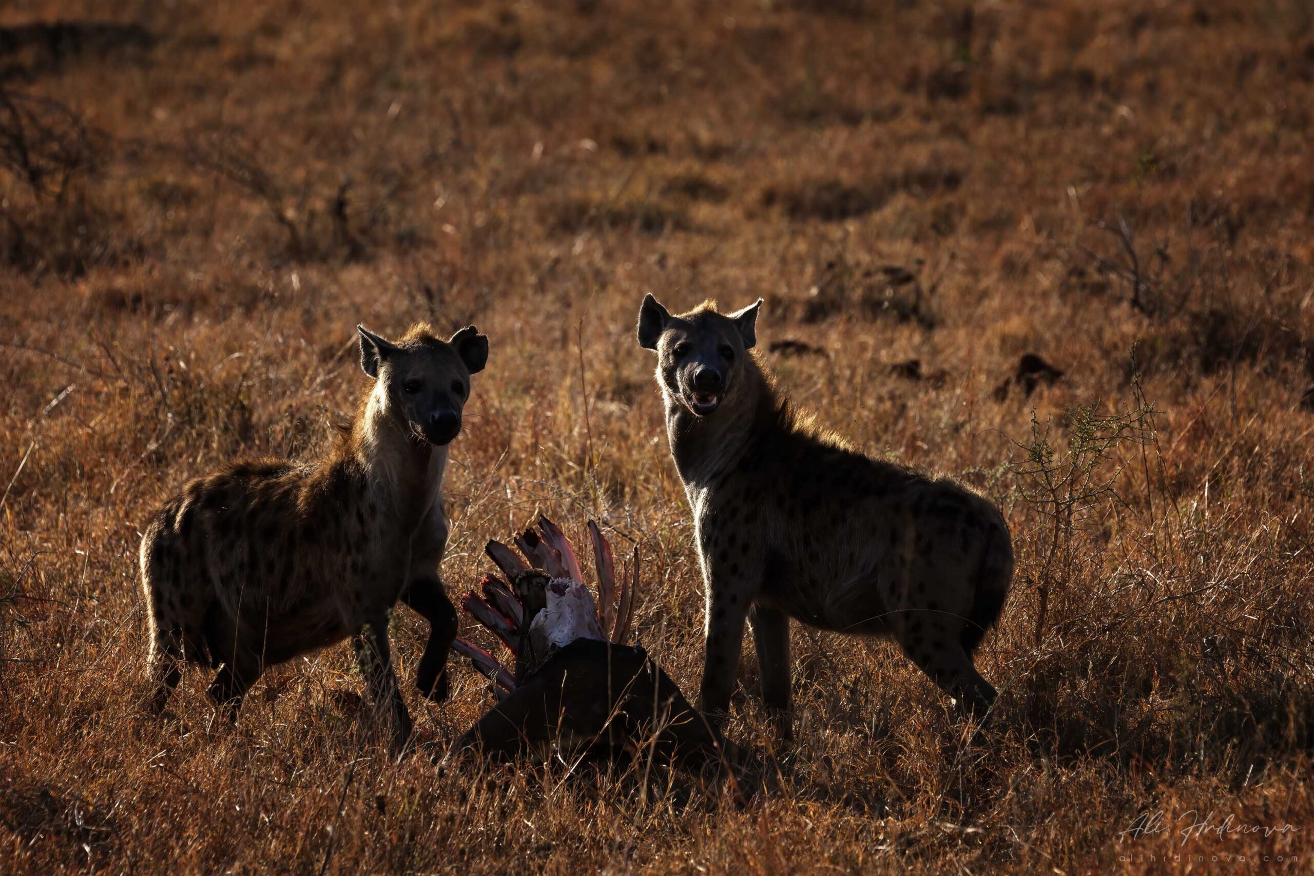hyeny v NP Serengeti