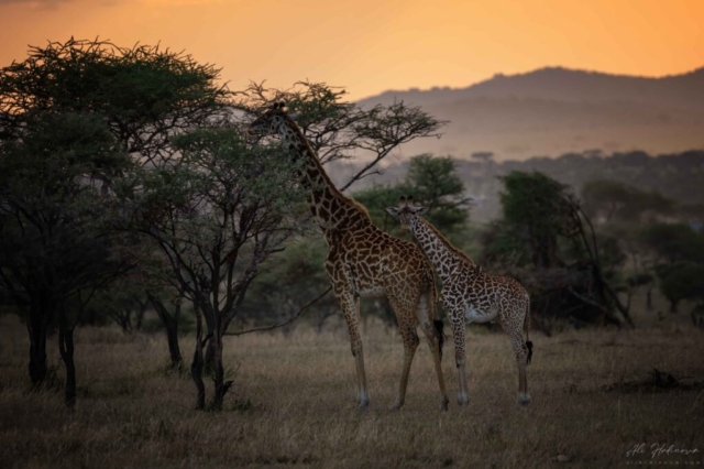 žirafa masajská