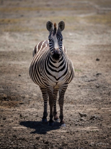 zebra stepní (Ngorongoro)