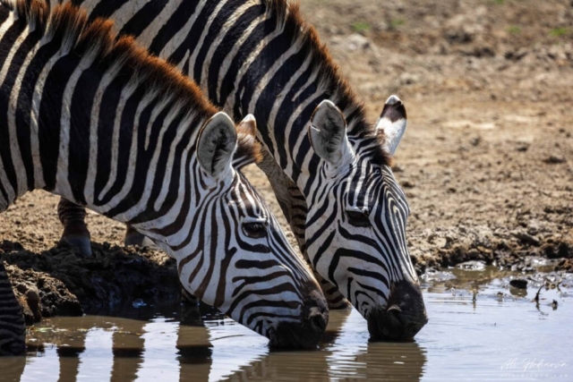 zebra stepní (Ngorongoro)