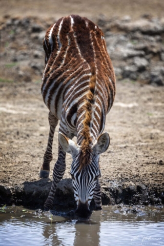 zebra stepní mládě (Ngorongoro)