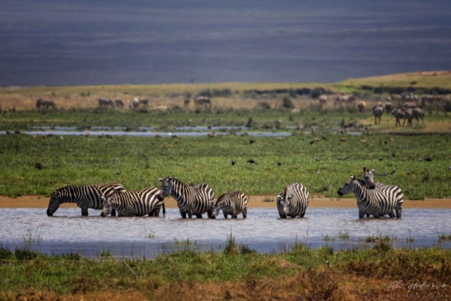 stádo zeber stepních (Ngorongoro)